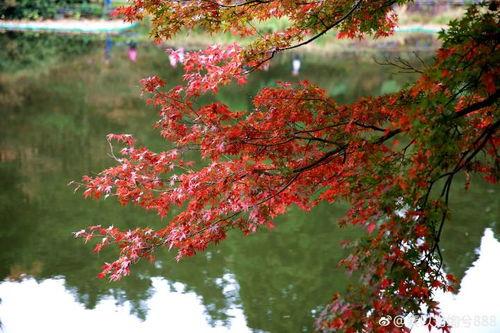 枫丹植物爆料最新消息新闻